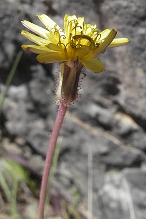 Aetheorhiza bulbosa subsp. willkommii \ Knollen-Pippau, Mallorca Port de Andratx 9.4.2012