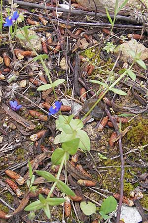 Lysimachia loeflingii ? \ Acker-Gauchheil / Scarlet Pimpernel, Mallorca/Majorca S'Arenal 25.4.2011