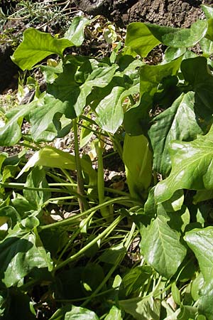 Arum italicum \ Italienischer Aronstab / Italian Lords and Ladies, Mallorca/Majorca Alaro 7.4.2012