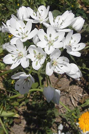 Allium subhirsutum / Hairy Garlic, Majorca Llucmajor 8.4.2012