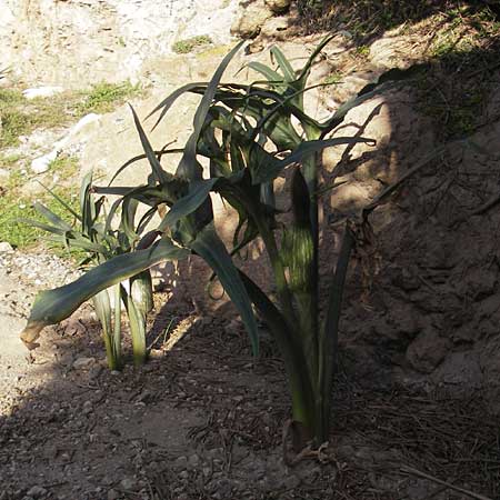 Dracunculus muscivorus \ Drachenmaul, Mallorca Cap Formentor 10.4.2012