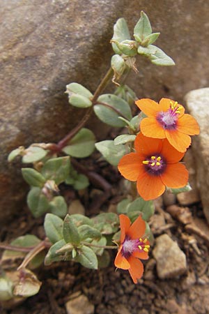 Lysimachia arvensis / Scarlet Pimpernel, Poisonweed, Majorca Sant Elm 29.4.2011