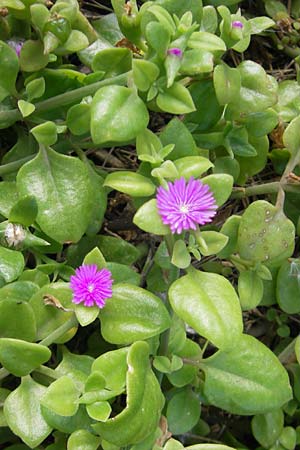 Mesembryanthemum cordifolium \ Herzblttrige Aptenie, Ausdauerndes Eiskraut / Heartleaf Iceplant, Mallorca/Majorca Magaluf 1.5.2011