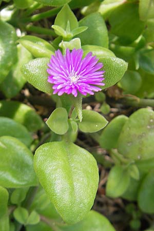 Mesembryanthemum cordifolium \ Herzblttrige Aptenie, Ausdauerndes Eiskraut / Heartleaf Iceplant, Mallorca/Majorca Magaluf 1.5.2011