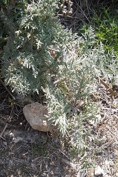 Artemisia arborescens \ Strauch-Beifu / Tree Wormwood, Shrubby Wormwood, Mallorca/Majorca Betlem 28.4.2011