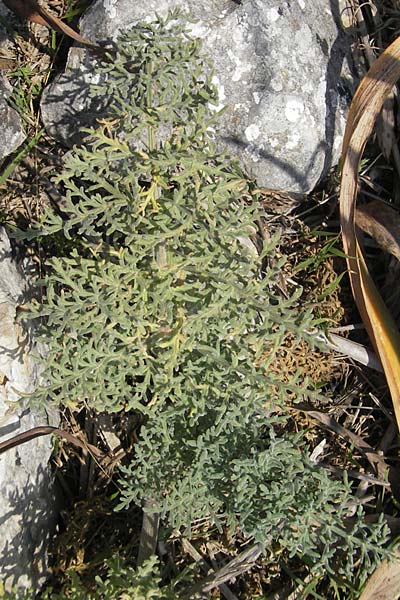 Artemisia caerulescens \ Blauer Beifu, Mallorca Betlem 28.4.2011