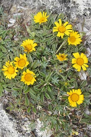 Asteriscus maritimus \ Ksten-Strandstern, Ausdauernder Strandstern / Beach Daisy, Mallorca/Majorca Punta de n'Amer 25.4.2011