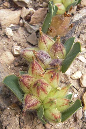 Anthyllis tetraphylla \ Blasen-Wundklee / Four-Leaved Kidney Vetch, Bladder Vetch, Mallorca/Majorca Sant Elm 29.4.2011