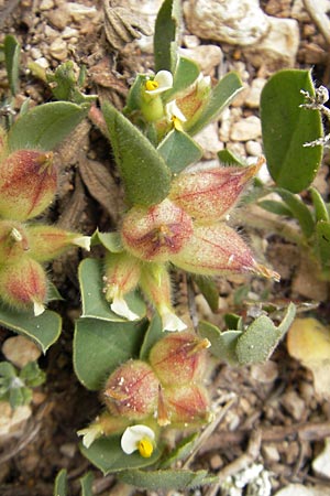 Anthyllis tetraphylla / Four-Leaved Kidney Vetch, Bladder Vetch, Majorca Sant Elm 29.4.2011