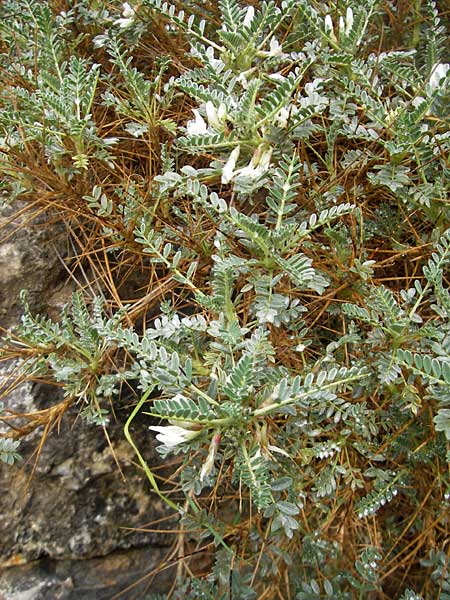 Astragalus massiliensis \ Marseille-Tragant, Mallorca Soller Botan. Gar. 4.4.2012