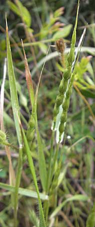 Aegilops ventricosa \ Bauchiger Walch, Bauchiges Gnsefugras / Barbed Goatgrass, Mallorca/Majorca S'Arenal 25.4.2011