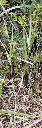 Aegilops ventricosa \ Bauchiger Walch, Bauchiges Gnsefugras / Barbed Goatgrass, Mallorca/Majorca S'Arenal 25.4.2011