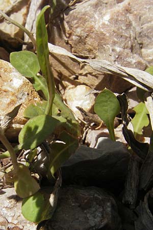 Aetheorhiza bulbosa subsp. willkommii \ Knollen-Pippau / Tuberous Hawk's-Beard, Mallorca/Majorca Pollensa 11.4.2012