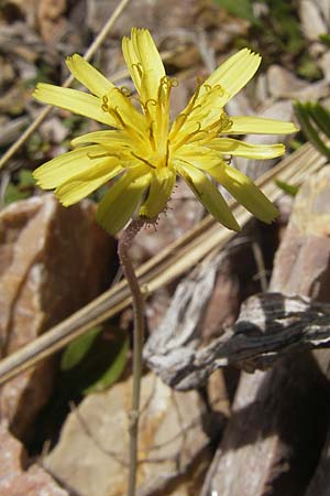 Aetheorhiza bulbosa subsp. willkommii \ Knollen-Pippau / Tuberous Hawk's-Beard, Mallorca/Majorca Pollensa 11.4.2012