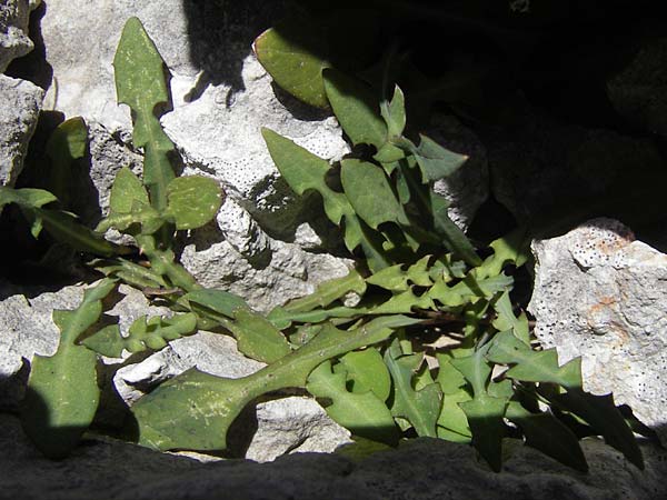 Aetheorhiza bulbosa subsp. willkommii \ Knollen-Pippau, Mallorca Pollensa 11.4.2012