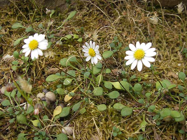 Bellis annua \ Einjhriges Gnseblmchen / Annual Daisy, Mallorca/Majorca Soller Botan. Gar. 23.4.2011