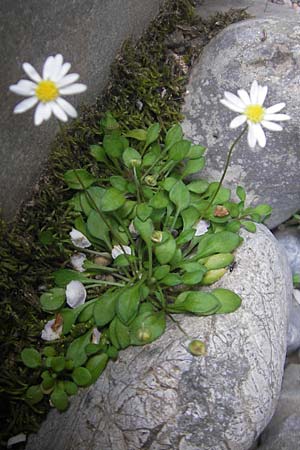 Bellis annua \ Einjhriges Gnseblmchen / Annual Daisy, Mallorca/Majorca Torrent de Pareis 27.4.2011