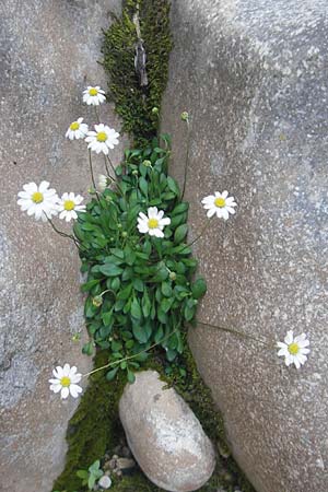 Bellis annua \ Einjhriges Gnseblmchen / Annual Daisy, Mallorca/Majorca Torrent de Pareis 27.4.2011