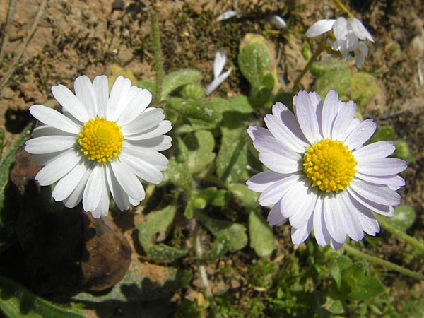 Bellis annua \ Einjhriges Gnseblmchen, Mallorca S'Arenal 5.4.2012