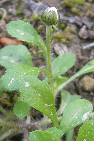 Bellis annua \ Einjhriges Gnseblmchen / Annual Daisy, Mallorca/Majorca Cala Mondrago 5.4.2012