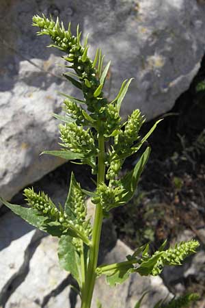 Beta vulgaris subsp. maritima \ Wilde Rübe, Meer-Mangold / Sea Beet, Mallorca/Majorca Magaluf 1.5.2011