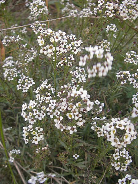 Lobularia maritima \ Strandkresse, Weies Steinkraut, Mallorca Cala Pi 8.4.2012