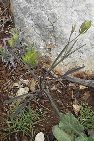 Bupleurum baldense \ Monte Baldo-Hasenohr, Mallorca Andratx 26.4.2011