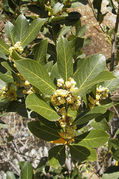 Laurus nobilis \ Echter Lorbeer, Mallorca Llucmajor 8.4.2012