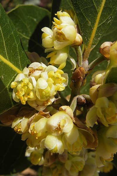 Laurus nobilis \ Echter Lorbeer, Mallorca Llucmajor 8.4.2012