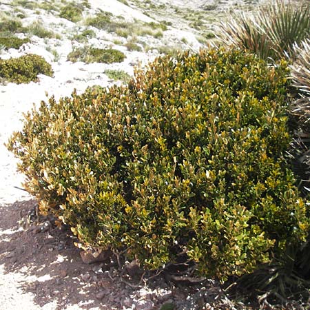 Buxus balearica \ Balearen-Buchsbaum / Balearic Box, Mallorca/Majorca Pollensa 11.4.2012