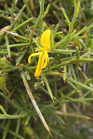 Calicotome spinosa \ Stacheliger Dorn-Ginster / Thorny Broom, Mallorca/Majorca Andratx 26.4.2011