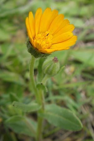 Calendula arvensis \ Acker-Ringelblume / Field Marigold, Mallorca/Majorca Andratx 3.4.2012