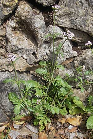 Centranthus calcitrapae \ Fuangel-Spornblume / Annual Valerian, Mallorca/Majorca Lluc 24.4.2011