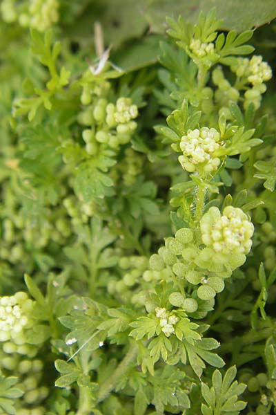 Lepidium didymum \ Zweiknotiger Krhenfu, Mallorca S'Albufera 30.4.2011