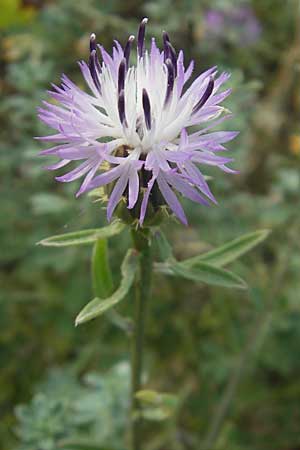 Centaurea aspera \ Raue Flockenblume / Rough Star-Thistle, Mallorca/Majorca Ca'n Picafort 30.4.2011