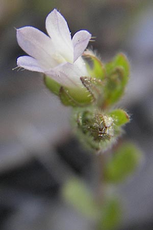 Campanula erinus \ Leberbalsam-Glockenblume, Mallorca Pollensa 11.4.2012