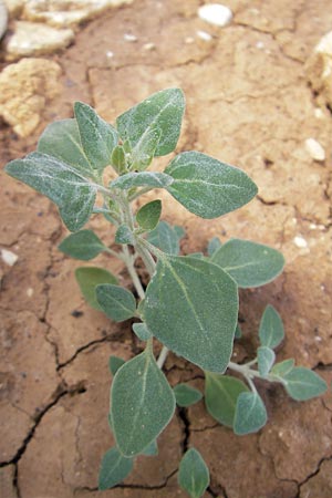 Chenopodium vulvaria \ Stinkender Gnsefu, Mallorca Campanet 10.4.2012