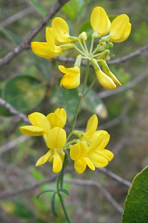 Coronilla juncea \ Binsen-Kronwicke / Narrow-Leaved Scorpion Vetch, Rush-Like Scorpion Vetch, Mallorca/Majorca Port de Andratx 5.4.2012