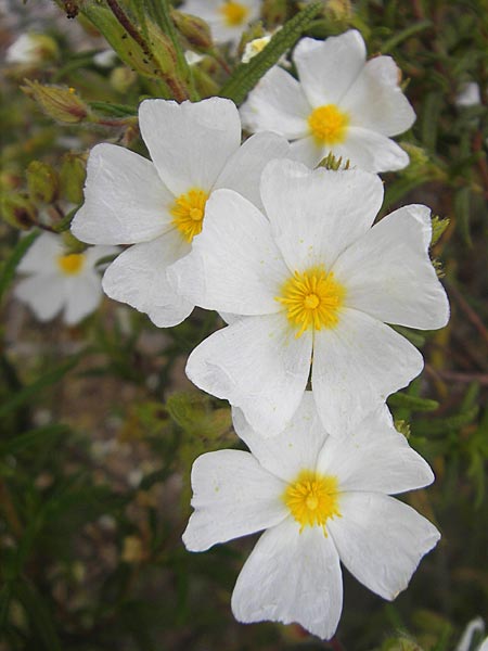 Cistus monspeliensis \ Montpellier-Zistrose / Montpellier Cistus, Mallorca/Majorca Ca'n Picafort 30.4.2011