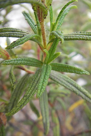 Cistus monspeliensis \ Montpellier-Zistrose, Mallorca Ca'n Picafort 30.4.2011