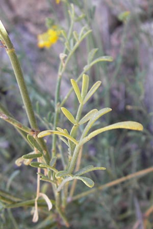 Coronilla juncea \ Binsen-Kronwicke / Narrow-Leaved Scorpion Vetch, Rush-Like Scorpion Vetch, Mallorca/Majorca Port de Andratx 9.4.2012