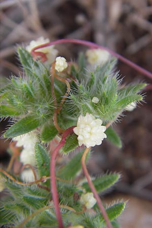 Cuscuta planiflora / Red Dodder, Smallseed Dodder, Majorca Andratx 26.4.2011