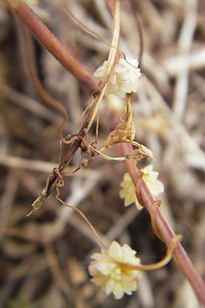 Cuscuta planiflora / Red Dodder, Smallseed Dodder, Majorca Andratx 26.4.2011