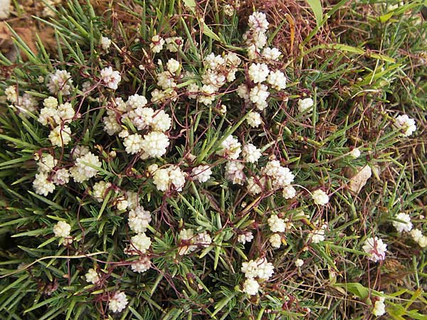 Cuscuta planiflora \ Flachblumige Seide / Red Dodder, Smallseed Dodder, Mallorca/Majorca Andratx 26.4.2011