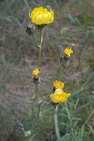 Crepis capillaris ? \ Kleinkpfiger Pippau, Kleinbltiger Pippau / Smooth Hawk's-Beard, Mallorca/Majorca Port de Andratx 3.4.2012