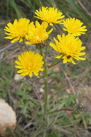 Crepis vesicaria subsp. vesicaria ? \ Blasen-Pippau / Beaked Hawk's-Beard, Mallorca/Majorca Andratx 3.4.2012