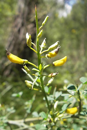 Calicotome spinosa \ Stacheliger Dorn-Ginster / Thorny Broom, Mallorca/Majorca Pollensa 11.4.2012