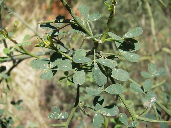 Calicotome spinosa \ Stacheliger Dorn-Ginster / Thorny Broom, Mallorca/Majorca Pollensa 11.4.2012