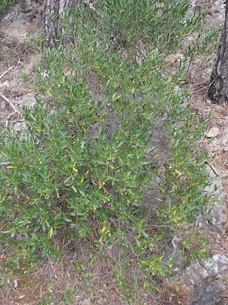 Cneorum tricoccon \ Dreibeeriger Zeiland, Zwerg-lbaum / Spurge Olive, Mallorca/Majorca Andratx 22.4.2011