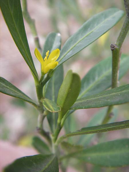 Cneorum tricoccon \ Dreibeeriger Zeiland, Zwerg-lbaum / Spurge Olive, Mallorca/Majorca Andratx 22.4.2011